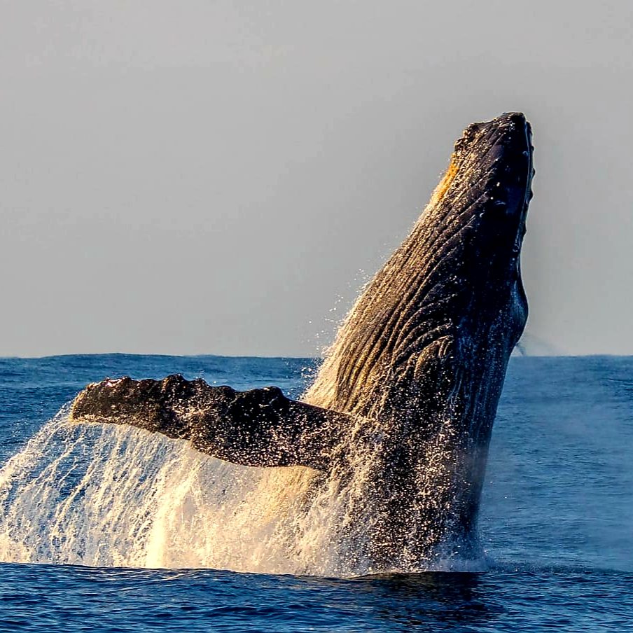 Whale-2